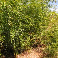 Bambu Phyllostachys flexuosa